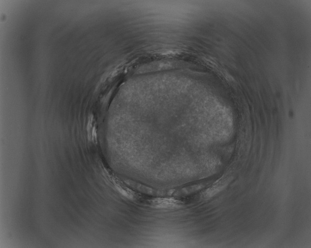 X0000062650528200601111155