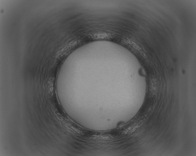 X0000062650545200601111154