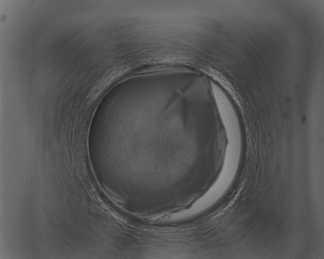 X0000062650577200601111154