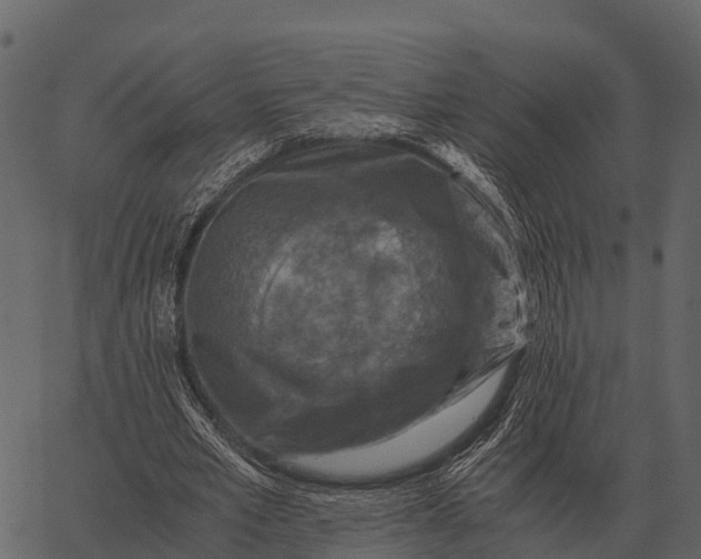 X0000062650581200601111154