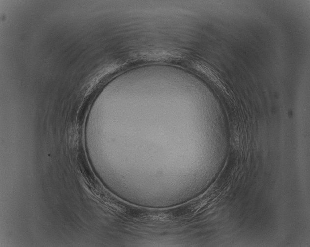 X0000062650583200601111154