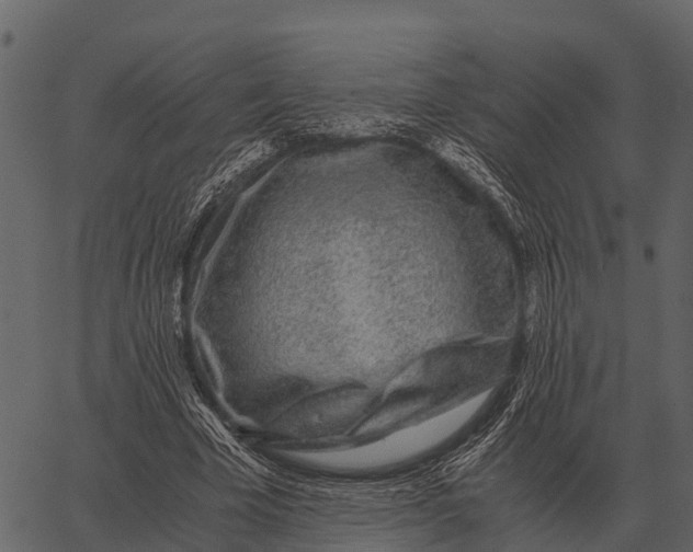 X0000062650585200601111154