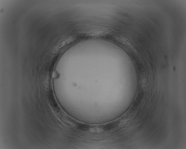 X0000062650591200601111154