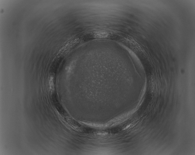 X0000062650598200601111153