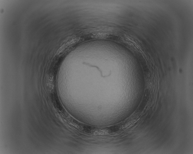 X0000062650599200601111153