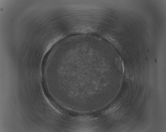 X0000062650630200601111152