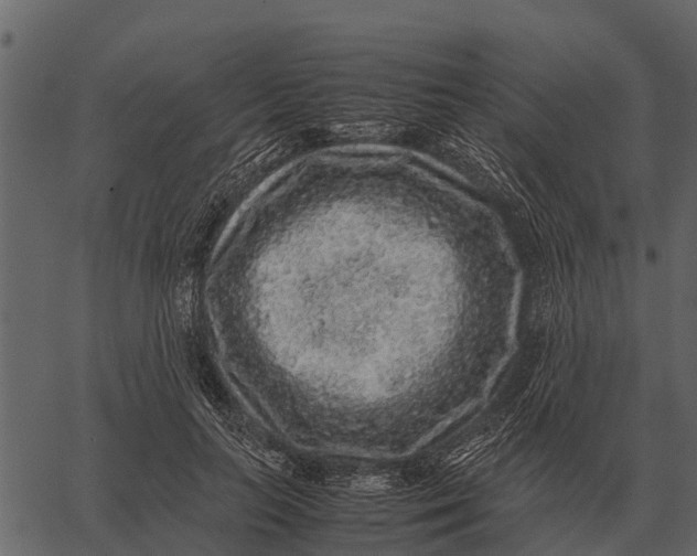 X0000062650647200601111153