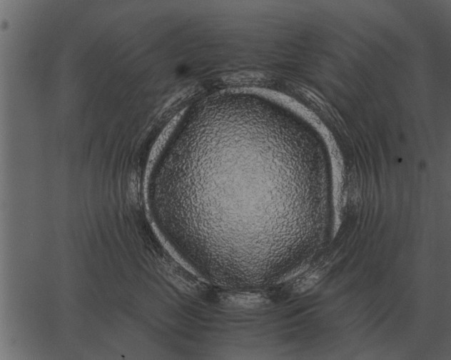 X0000062650669200601111153