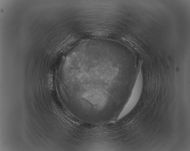 X0000062650696200601111152