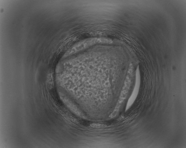 X0000062650699200601111152