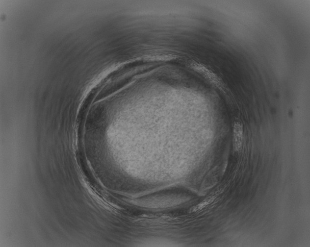 X0000062650726200601111151