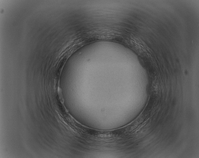 X0000062650744200601111151