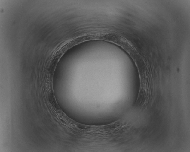 X0000062650773200601111150