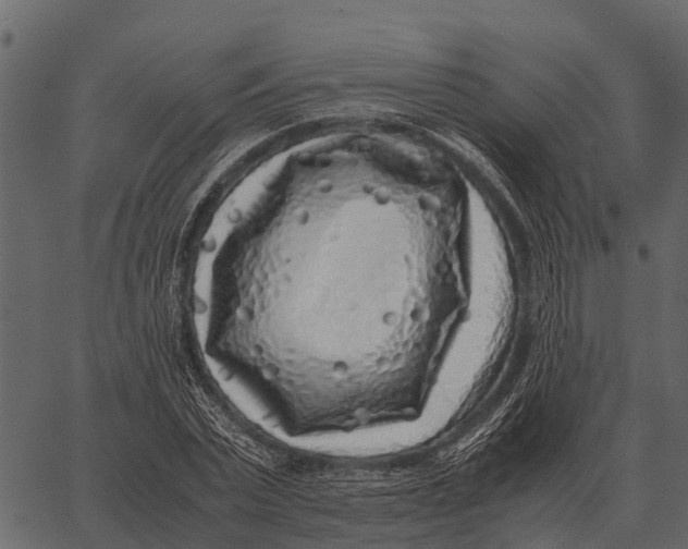 X0000062650783200601111150