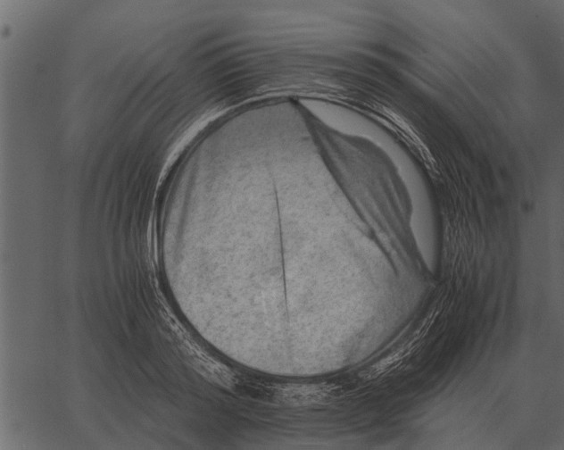 X0000062650796200601111150