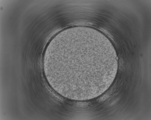 X0000062650848200601111150