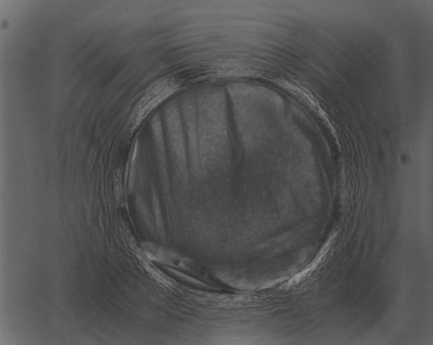 X0000062650889200601111149