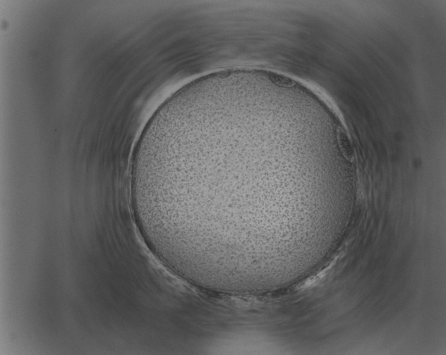 X0000062650911200601111148