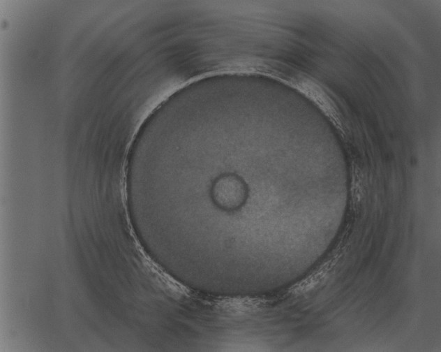 X0000062650950200601111148