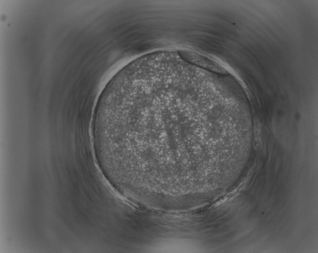 X0000062650959200601111148