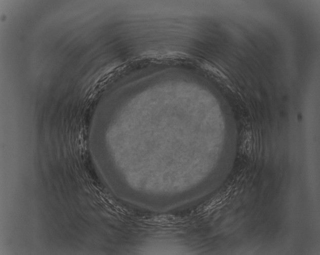 X0000062650966200601111147