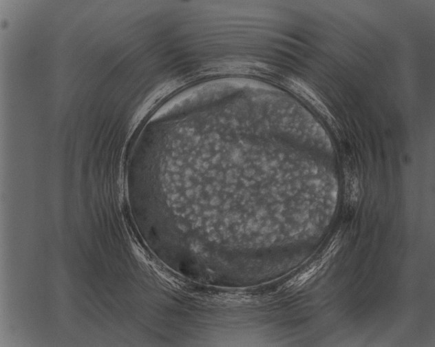 X0000062650994200601111147