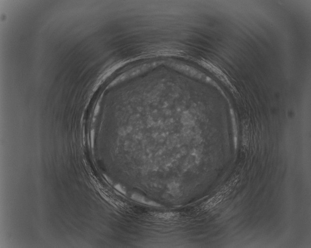 X0000062651031200601111146