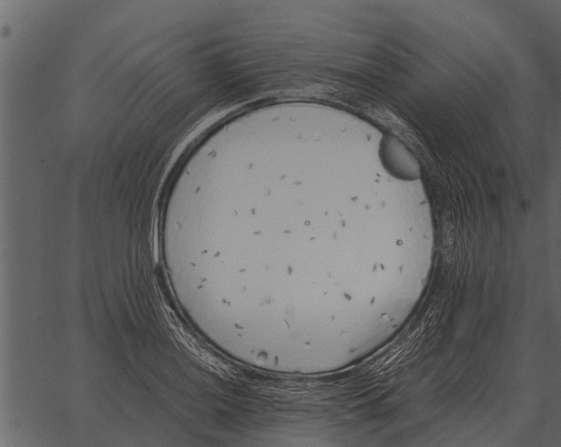 X0000062651036200601111146