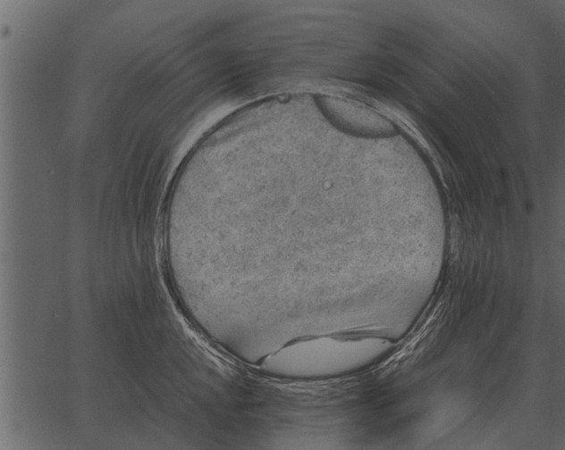 X0000062651048200601111146