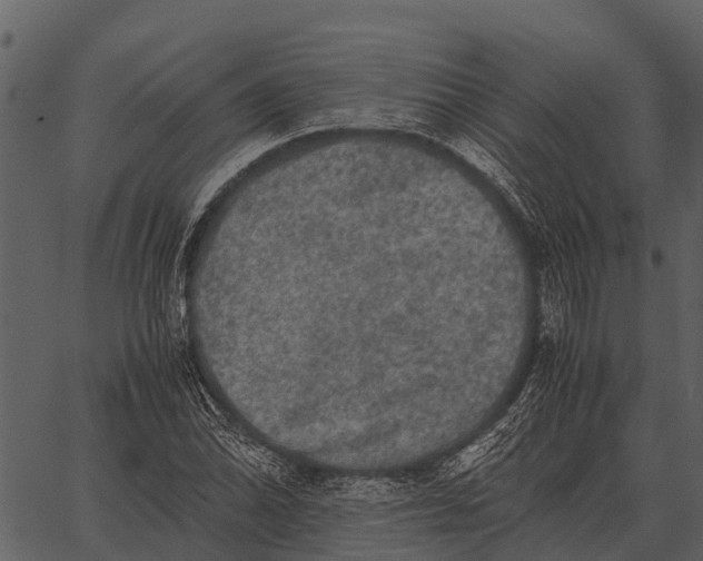 X0000062651070200601111146