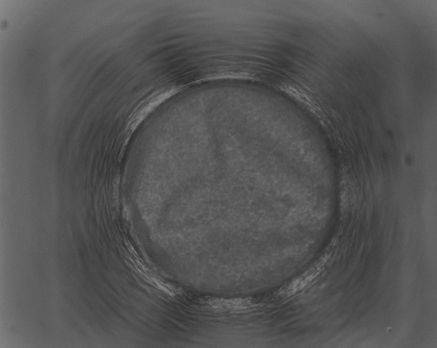 X0000062651121200601111144