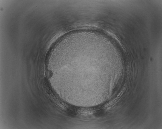 X0000062651267200601111142