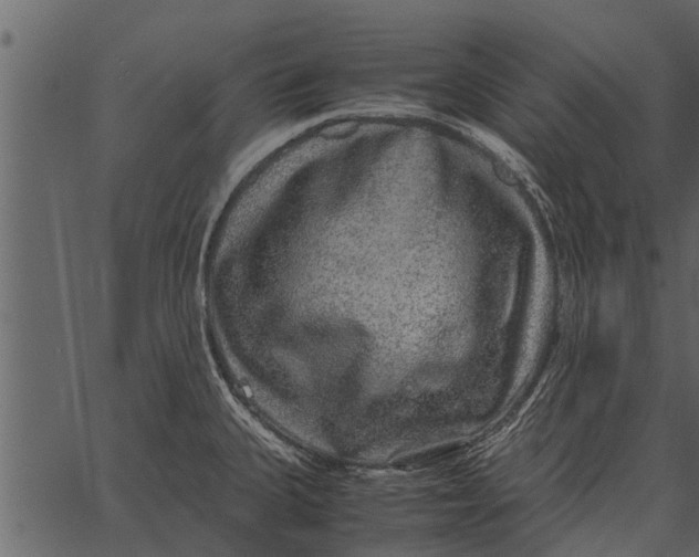 X0000062651335200601111142