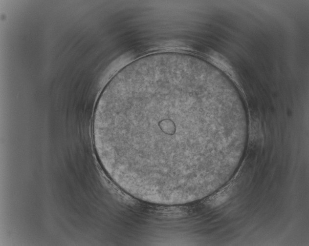 X0000062651338200601111142