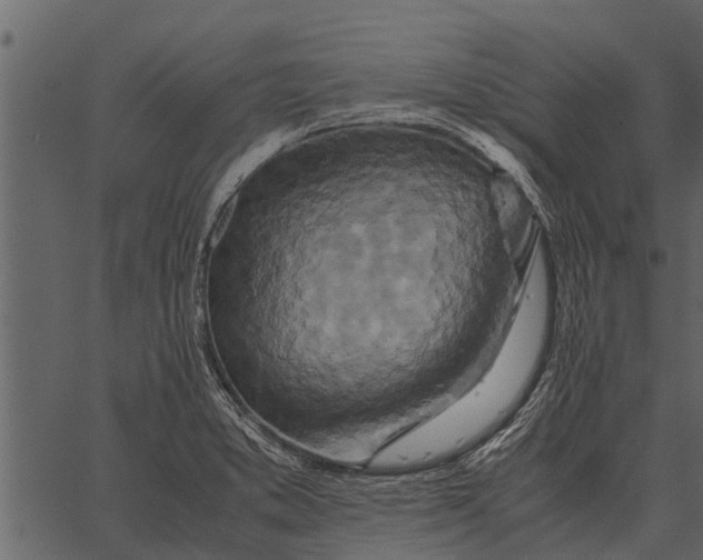 X0000062651373200601111140