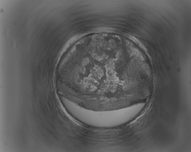 X0000062651429200601111140