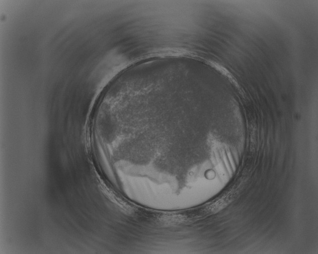 X0000062651466200601111139