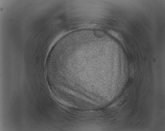 X0000062651467200601111139