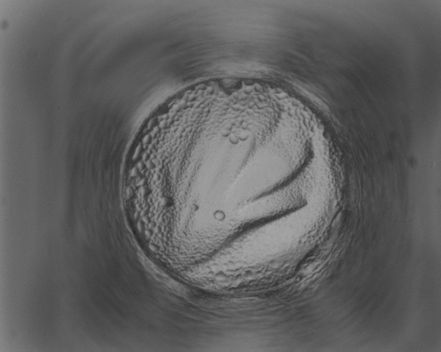 X0000062651471200601111139