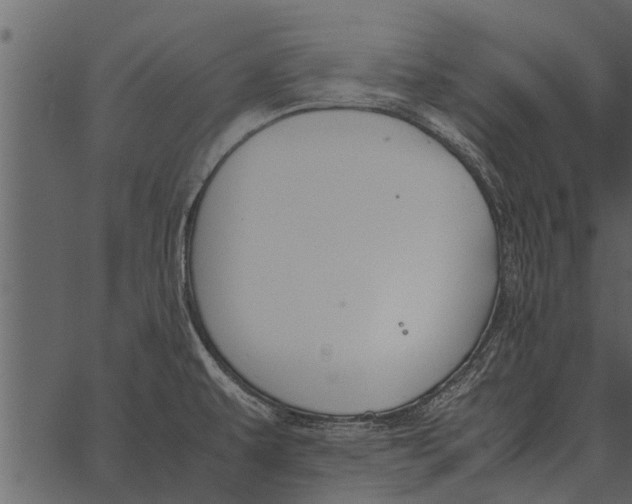 X0000062651479200601111139