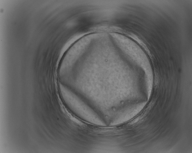 X0000062651486200601111139