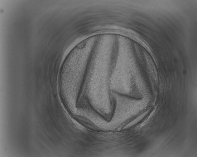 X0000062651533200601111138