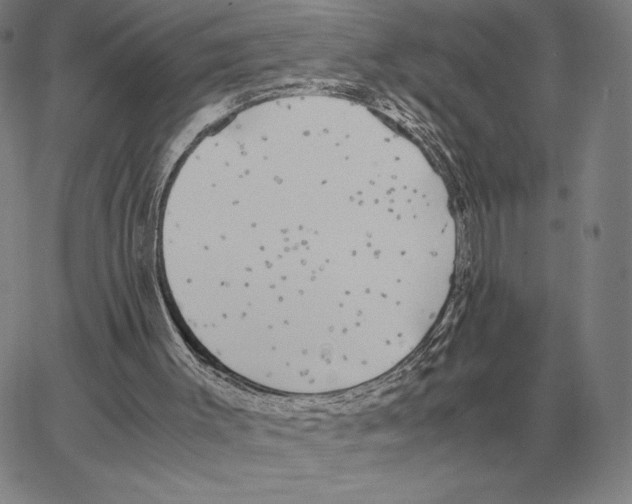 X0000062650003200601181821