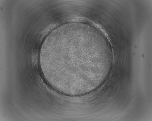 X0000062650010200601181821