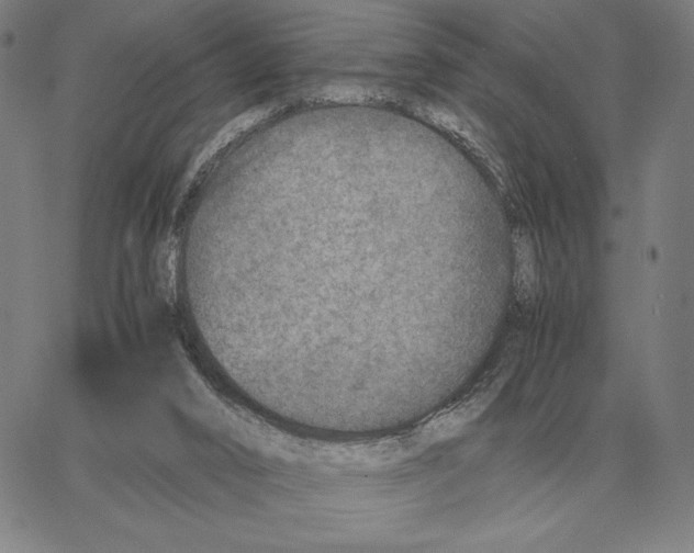 X0000062650016200601181821