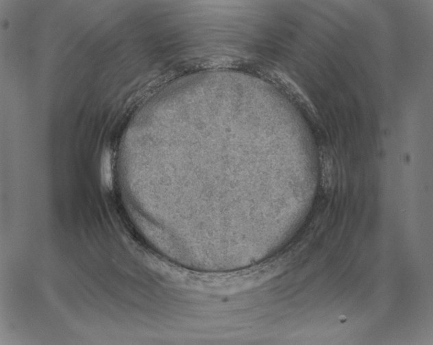 X0000062650026200601181821