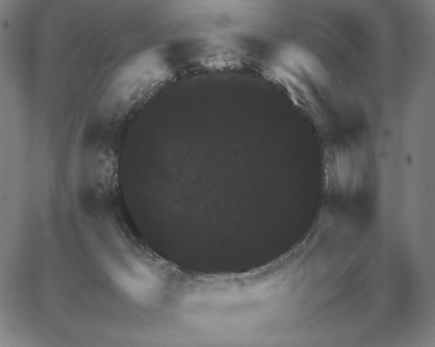 X0000062650029200601181821