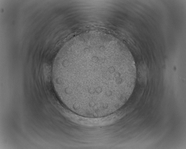 X0000062650034200601181821