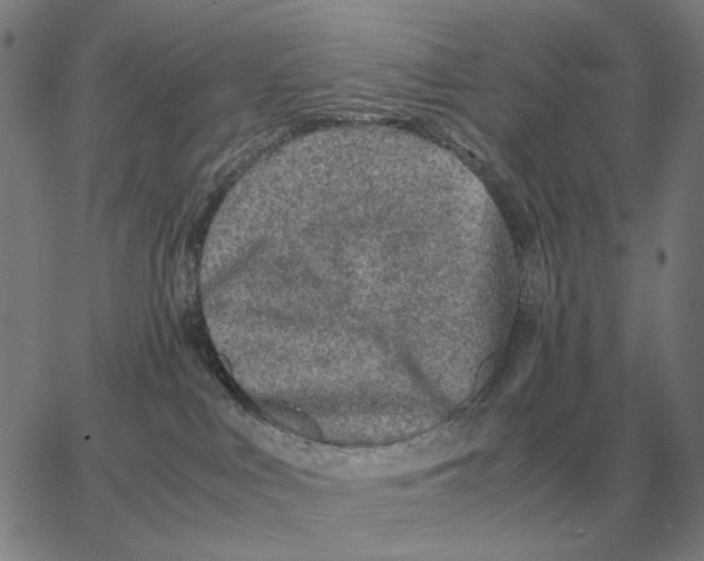 X0000062650043200601181821