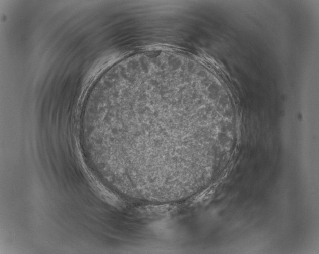 X0000062650049200601181820